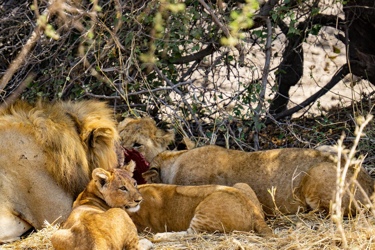 &quot;Nairobi: Parco nazionale, Sheldrick, Centro delle Giraffe e Bomas&quot;