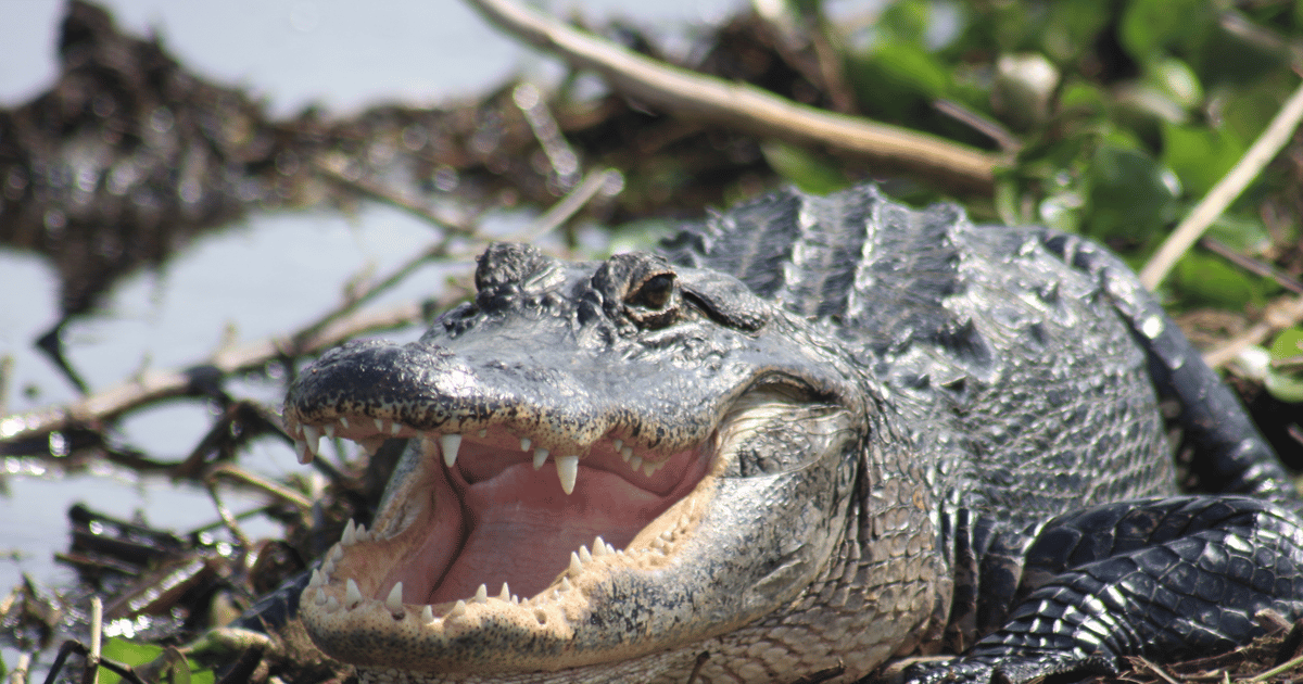 Safari d'une journée dans les Everglades au départ de Sanibel, Fort