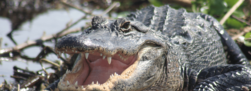 Safari di un giorno nelle Everglades da Sanibel, Fort Myers e Naples