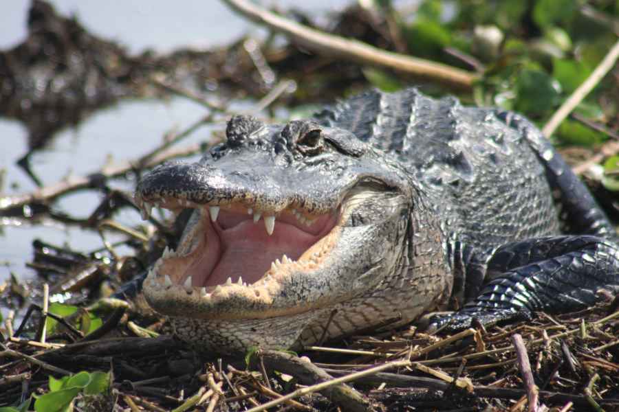 Ab Sanibel: Everglades, Fort Myers & Naples Tagessafari. Foto: GetYourGuide
