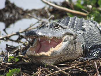 Ab Sanibel: Everglades, Fort Myers & Naples Tagessafari Ab Sanibel: Everglades, Fort Myers & Naples Tagessafari