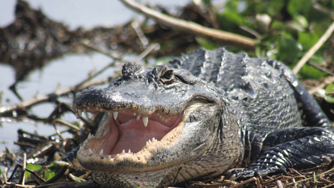 everglades day safari from sanibel fort myers naples