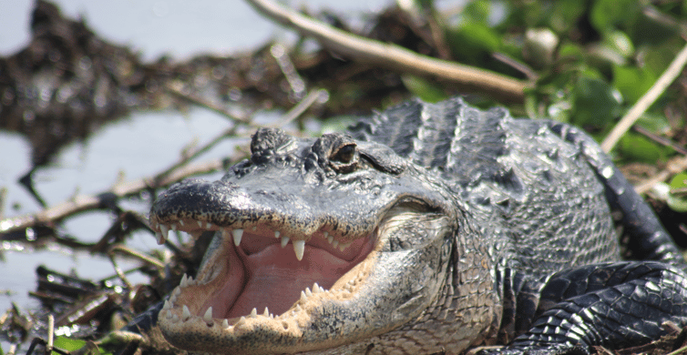 Everglades Day Safari from Sanibel, Fort Myers & Naples