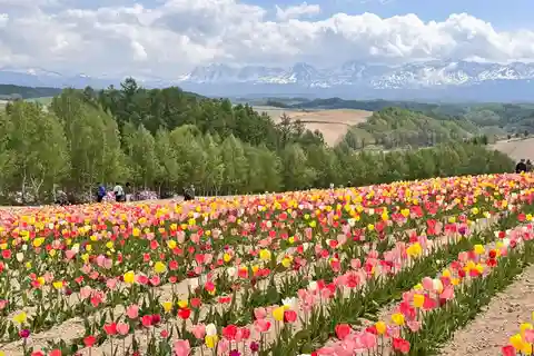 From Sapporo: Biei, Furano or Asahikawa Private Day Tour