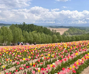 From Sapporo: Biei, Furano or Asahikawa Private Day Tour