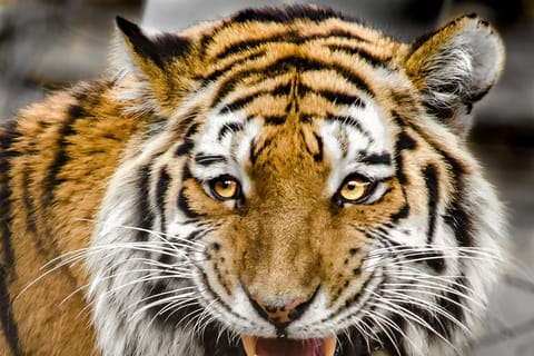 From Delhi: 3-Day Ranthambore Tour with 3 Tiger Safaris