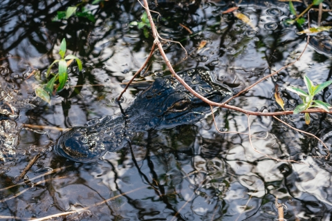 Orlando: 90-minutowa wycieczka przygodowa poduszkowcem Everglades