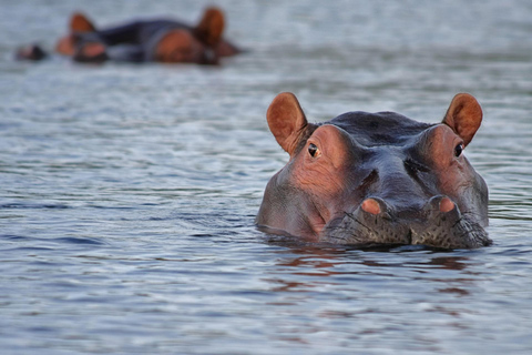 De Parel van Afrika - jouw safariavontuur van 8 dagen/7 nachten