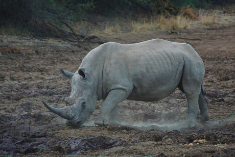 Rhino Walk & Game Drive Safari in Mosi oa Tunya NP