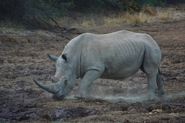 Rhino Walk & Game Drive Safari in Mosi oa Tunya NP