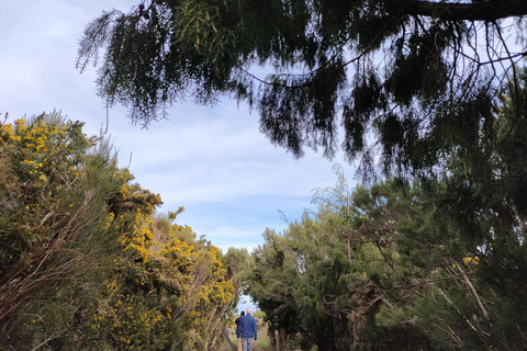Funchal : randonnée au Pico Ruivo et à l&#039;Achada do Teixeira avec transfertFunchal : transfert pour randonnée au Pico Ruivo et à Achada do Teixeira