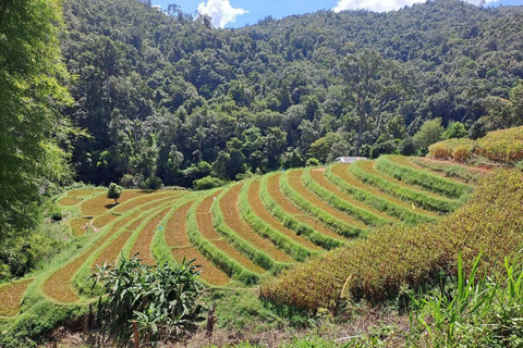 Chiang Mai: 2-Day Jungle Trek with Elephant Farm & Raft Ride Hotel Pickup and Drop-off (within Pickup Area)