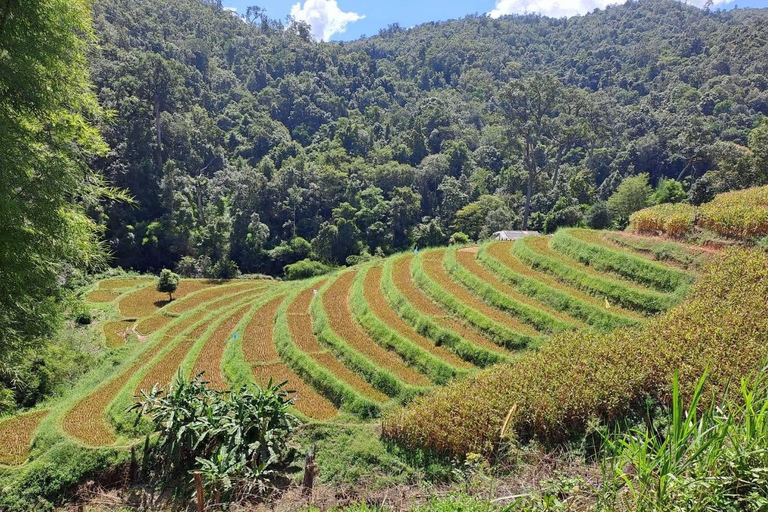 Chiang Mai: 2-Day Jungle Trek with Elephant Farm & Raft Ride Hotel Pickup and Drop-off (within Pickup Area)