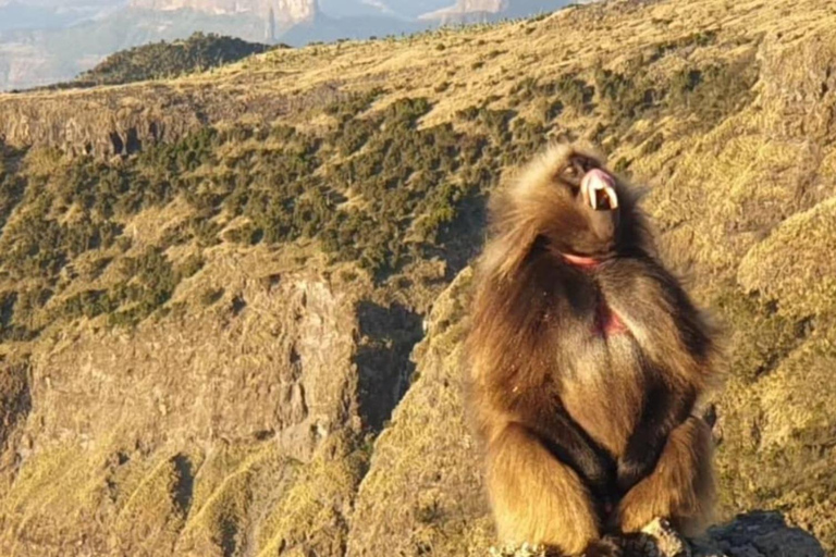 Jednodniowy trekking na górę Simien