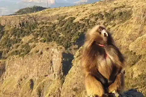 Day Trek to Simien Mountain