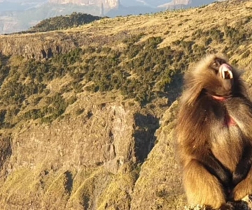 Day Trek to Simien Mountain
