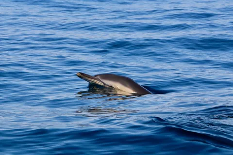 Sesimbra: Dolphin watching with marine biologist