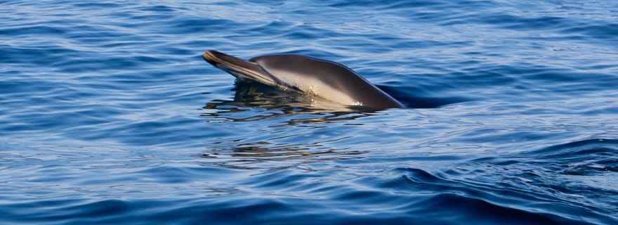 Sesimbra : Observation des dauphins avec un biologiste marin