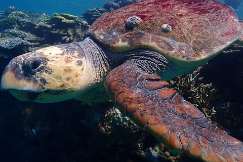From Naha: Kerama Islands Snorkeling Boat Trip with Turtles