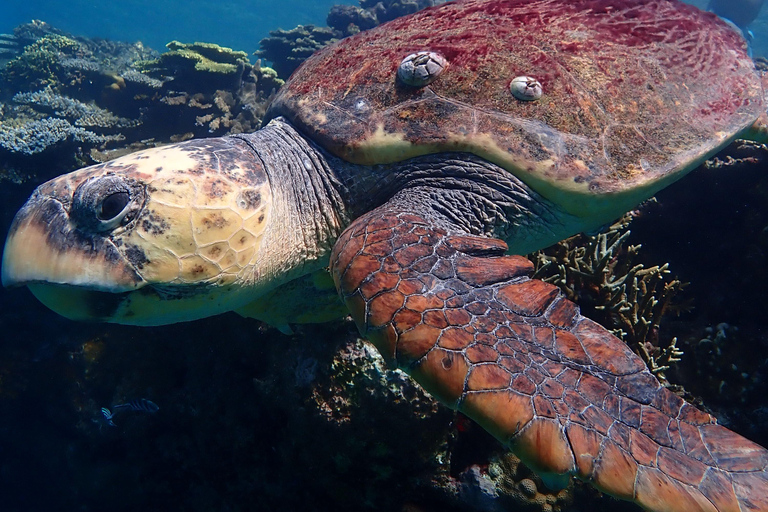 From Naha: Kerama Islands Snorkeling Boat Trip with Turtles