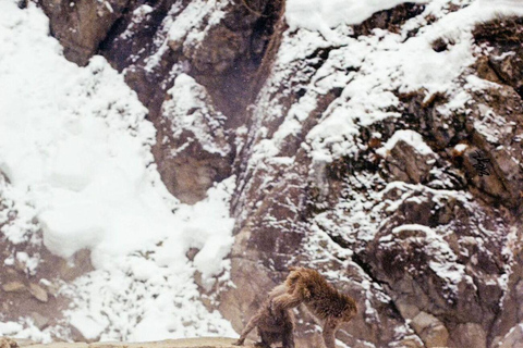 Tokyo: Nagano Day Trip with Snow Monkey Park & Temple.