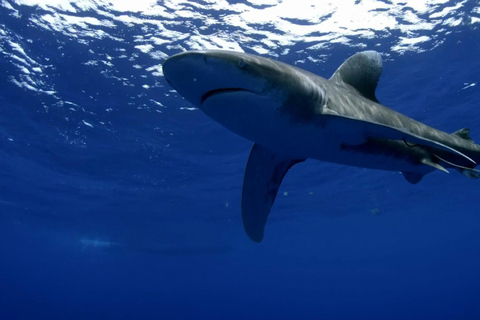 Plongée avec le grand requin blanc