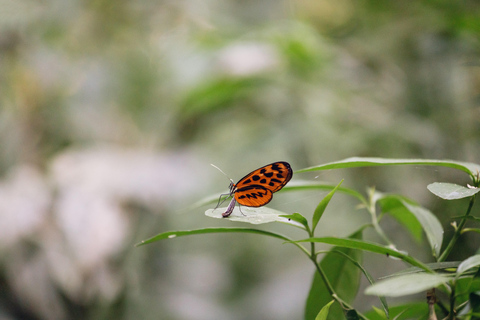From Puerto Maldonado: 2-Day Tambopata Jungle Tour