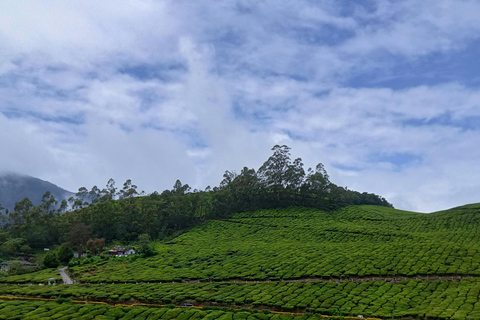 From Kochi: Munnar Hill Station Day Trip