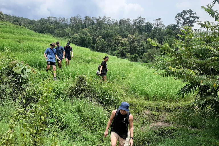 Chiang Mai: Elephant Sanctuary &amp; Jungle Trek w/ WaterfallSanctuary,Trekking,waterfall and bamboo rafting