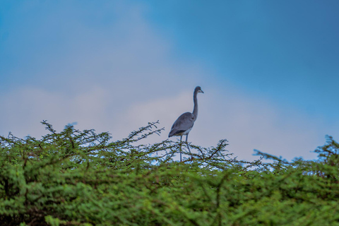 Nairobi: National Park Game Drive with Local Guide