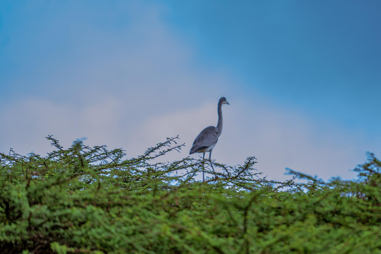 Nairobi: National Park Game Drive with Local Guide