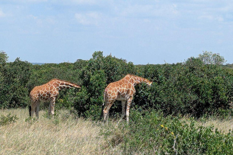 Nairobi:1 Day Ol Pejeta Excursion with guide and transfer