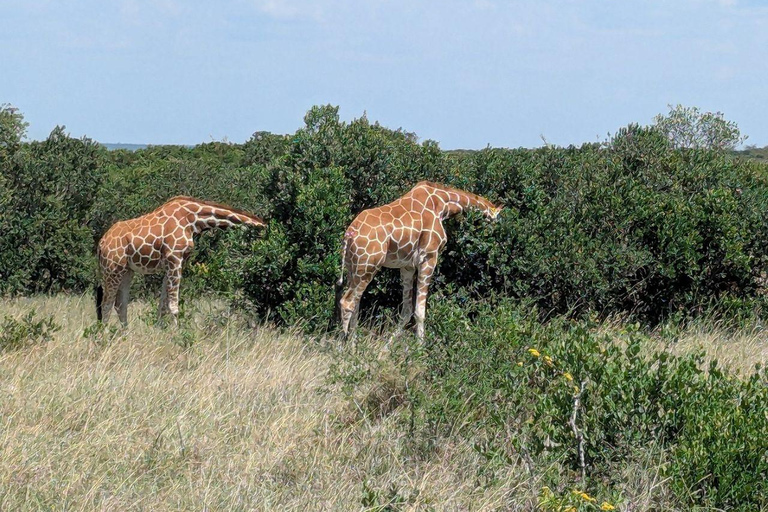 Nairobi:1 Day Ol Pejeta Excursion with guide and transfer