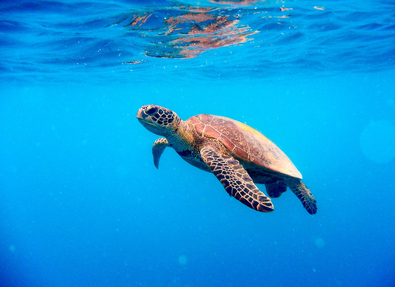 Cairns: Ydre og Coral Cay Snorkel- og dykkerkrydstogt