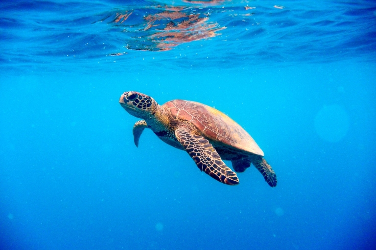 Cairns: Outer and Coral Cay Snorkel and Dive Cruise Great Barrier Reef 2-Stop Cruise & 2 Introductory Dives