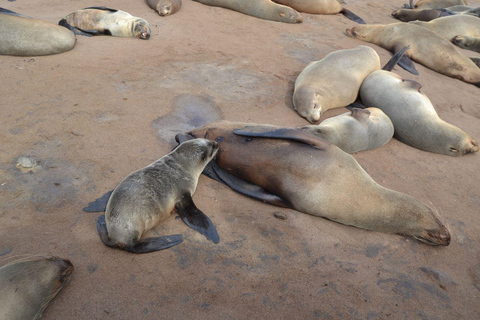 Côte des squelettes : visite guidée de Cape Cross et Henties BayCôte des squelettes : Cape Cross et Henties Bay - Visite guidée