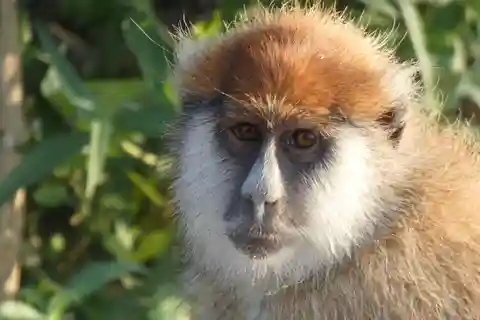 Au départ d'Entebbe : Safari de 4 jours aux chutes Murchison et dans la forêt de Budongo