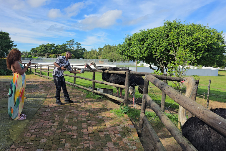 Cape Town: Ostrich Ranch Safari with Hotel Transfer