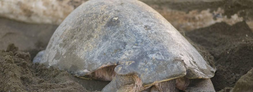 Tamarindo : Excursion de nidification des tortues Tamarindo, Guanacaste, CR