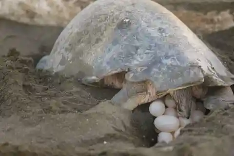 Tamarindo: Turtle Nesting Tour Tamarindo, Guanacaste, CR