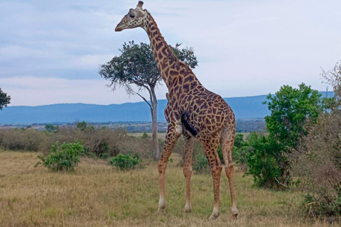 Nairobi: Maasai Mara National Reserve Day Trip