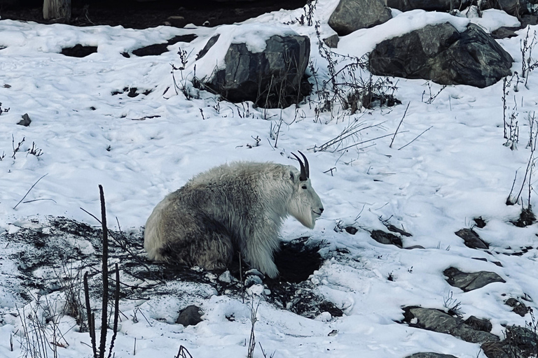 Montreal: Omega Park Private Tour with Pickup & Guide