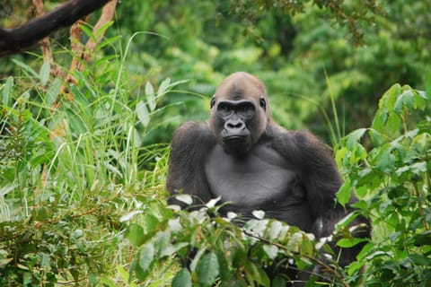 Silverback Gorilla Trip in Lesio-Louna with Blu Lake escape