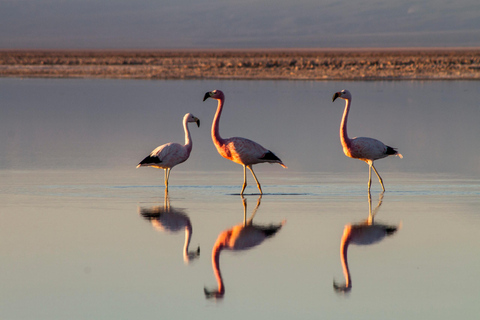 Driedubbele tour: Piedras Rojas + Altiplanic Lagoons + Chaxa Lagoon