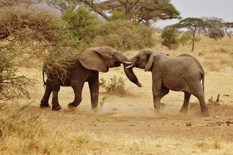 ESCURSIONE AL PARCO NAZIONALE DI MIKUMI DA ZANZIBAR