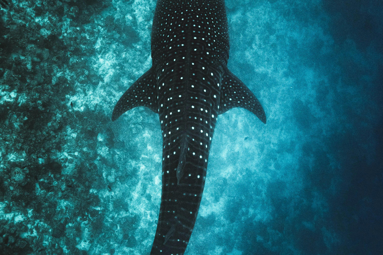 Labuan Bajo: 5-Day Komodo to Gili Trawangan Whale Shark Tour Standart Boat | Sharing Deck | No WHALE SHARK