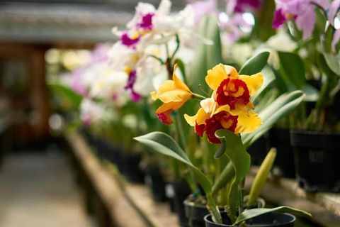 Medellin: Eastern Adventure, Magical Villages, Orchids, and Landscapes