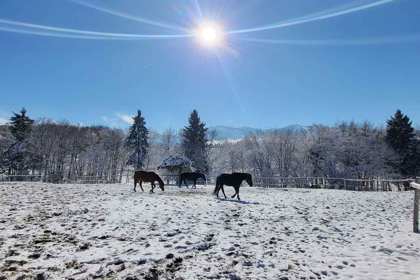 Borovets: Horse Riding Experience
