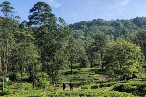 Kandy: Sir James Taylor’s Loolkandura Tea Heritage Hike
