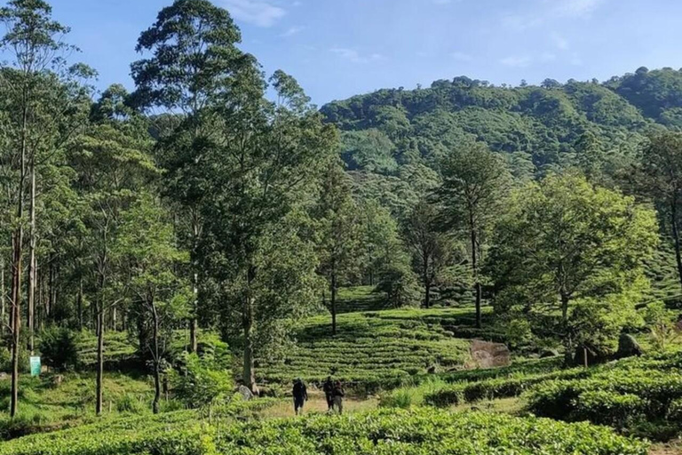 Kandy: Sir James Taylor’s Loolkandura Tea Heritage Hike
